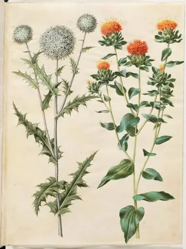 Echinops sphaerocephalus (almindelig tidselkugle); Carthamus tinctorius (gul saflortidsel)