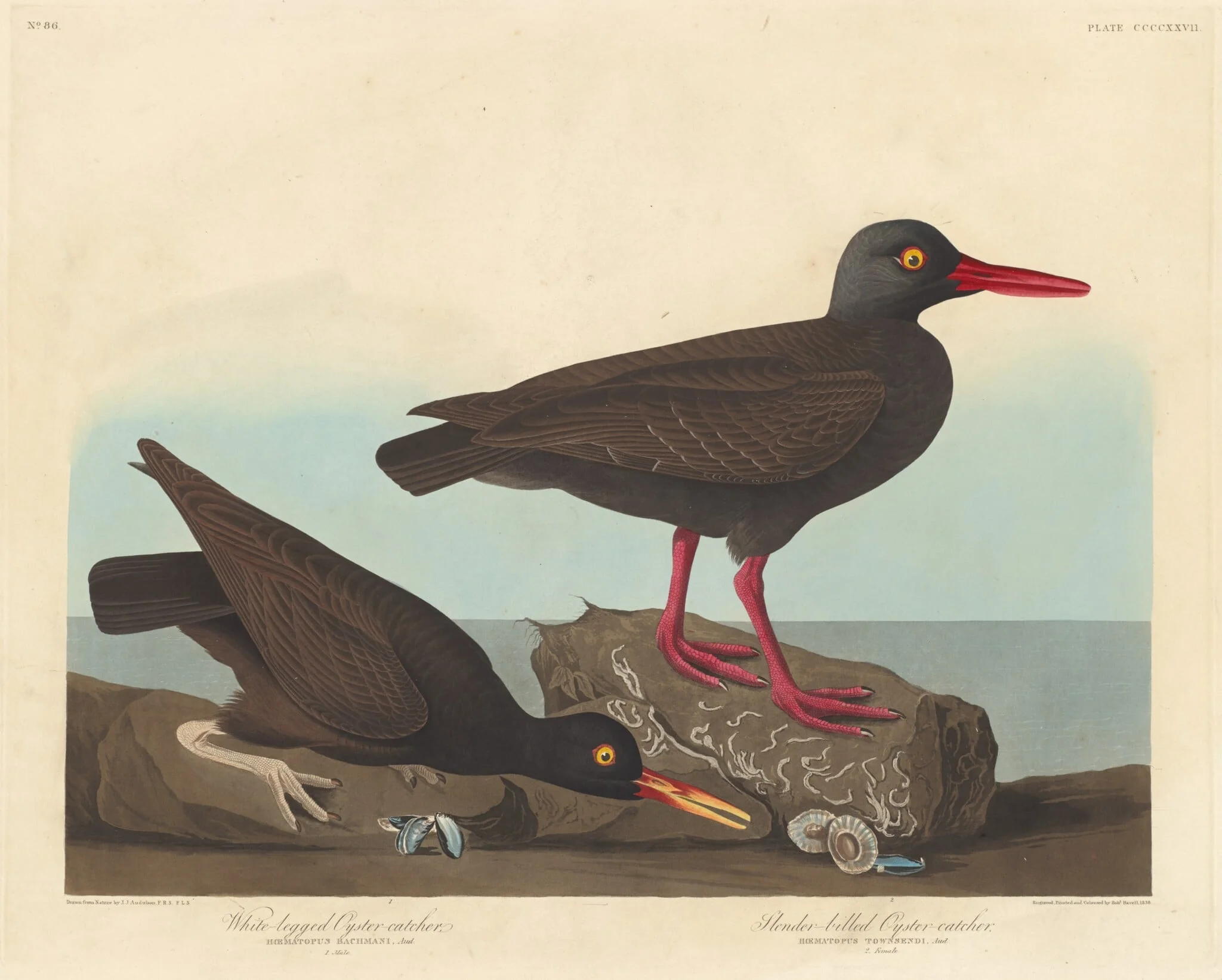 White-Legged Oyster-Catcher and Slender-Billed Oyster-Catcher, by Robert Havell Jr., ink, 1838