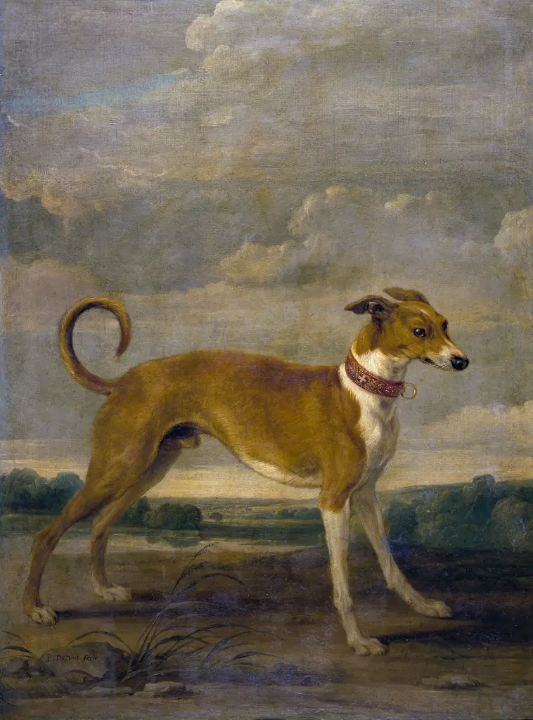 A dog