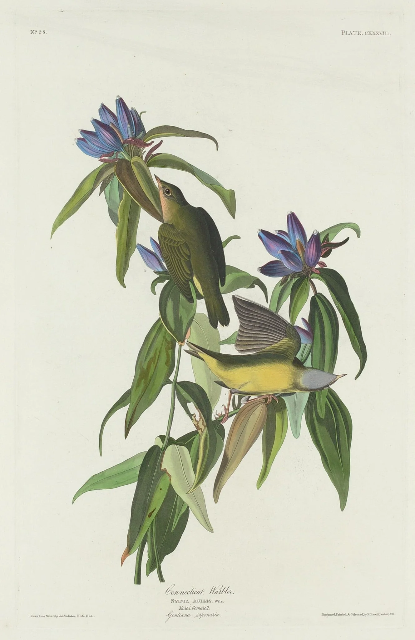 Connecticut Warbler