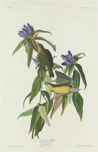 Connecticut Warbler