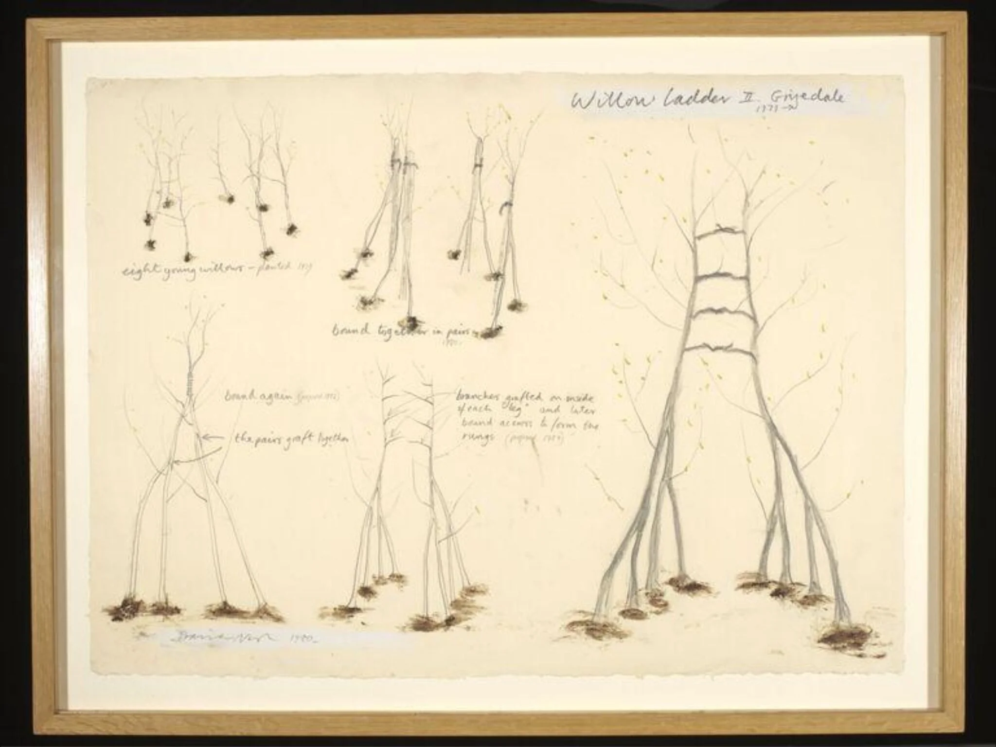 Willow Ladder II. Grizedale 1979, by David Nash, 1980
