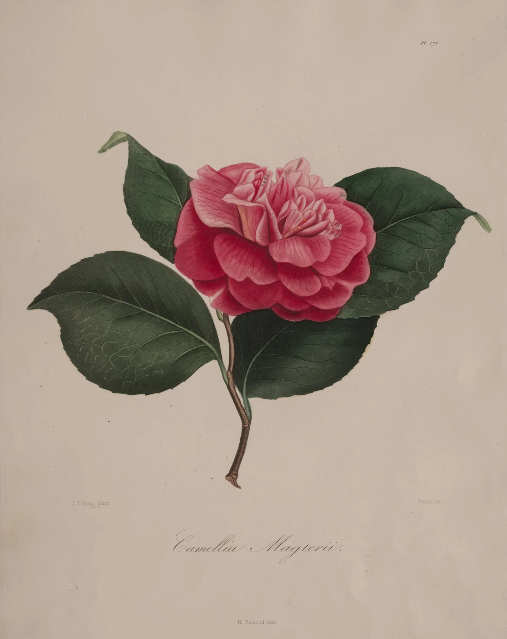 Iconographie du genre camellia:  No. 171, by Abbé Laurent Berlèse, 1841