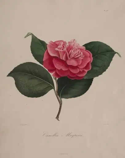 Iconographie du genre camellia:  No. 171