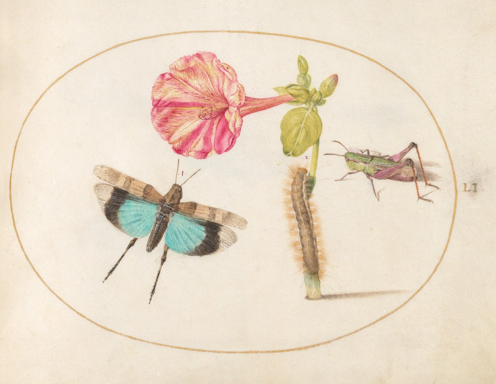 Plate 51: Grasshoppers and a Caterpillar with a Four O'Clock Flower, by Joris Hoefnagel, gouache, 1594