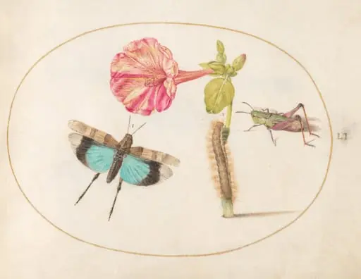 Plate 51: Grasshoppers and a Caterpillar with a Four O'Clock Flower