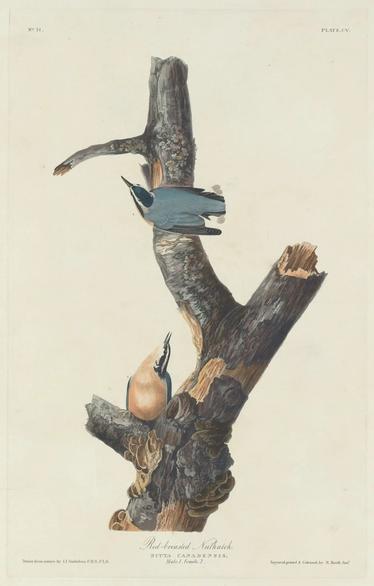 Red-breasted Nuthatch, by Robert Havell Jr., ink, 1831