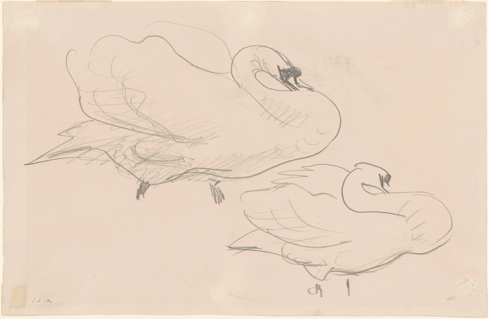 Studies of a Swan, by John Singer Sargent, graphite, 1890