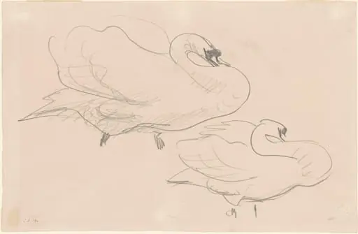 Studies of a Swan