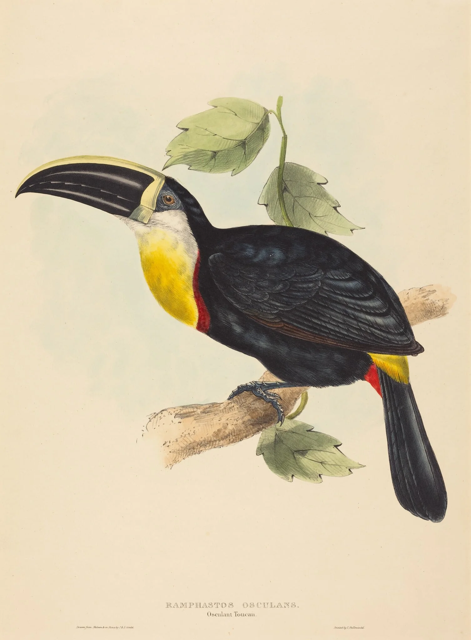 Osculant Toucan (Ramphastos osculans)