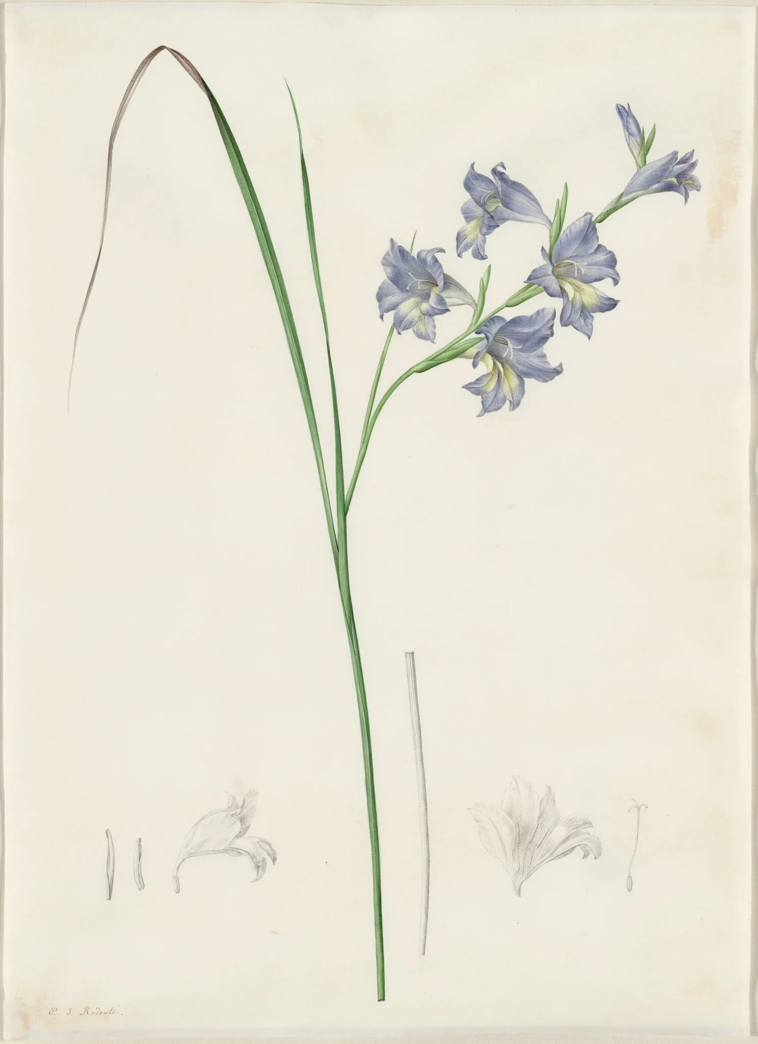 Gladiolus ringens, by Pierre Joseph Redouté, watercolor, 1809