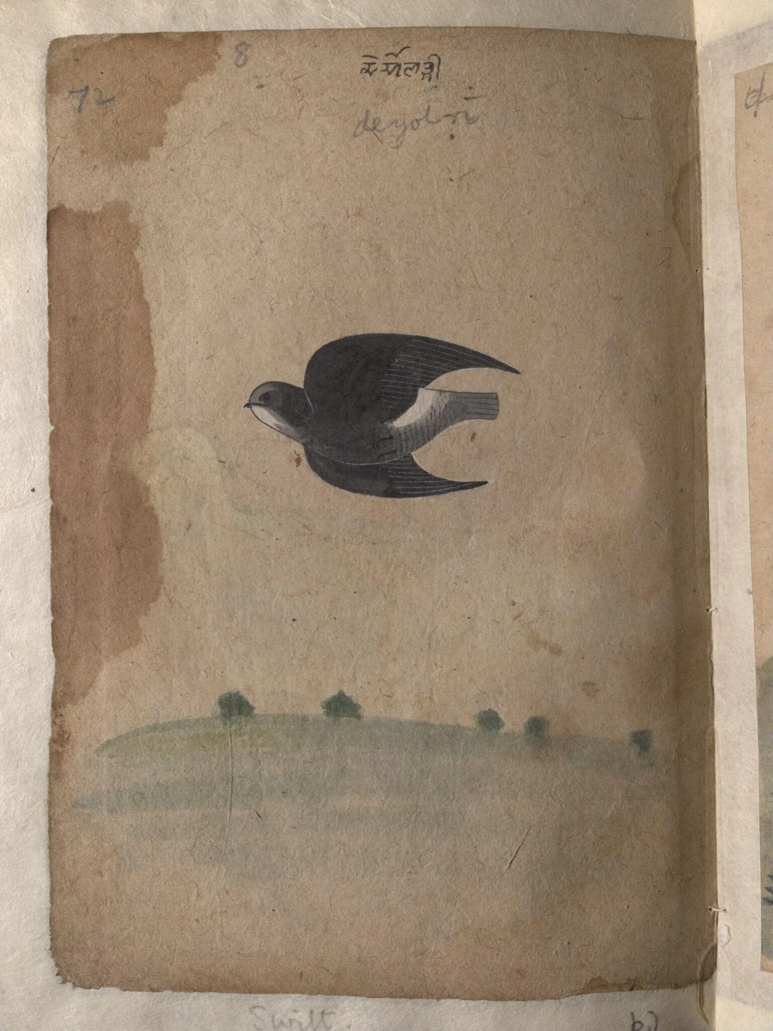 Depictions of a Green pigeon (?) and a Common house-swift of Northern India, by Unknown, paint, 1820