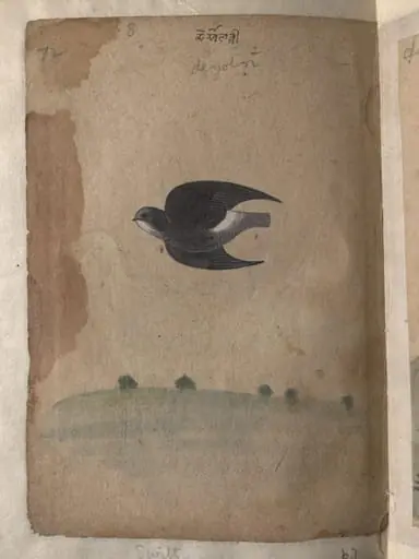Depictions of a Green pigeon (?) and a Common house-swift of Northern India