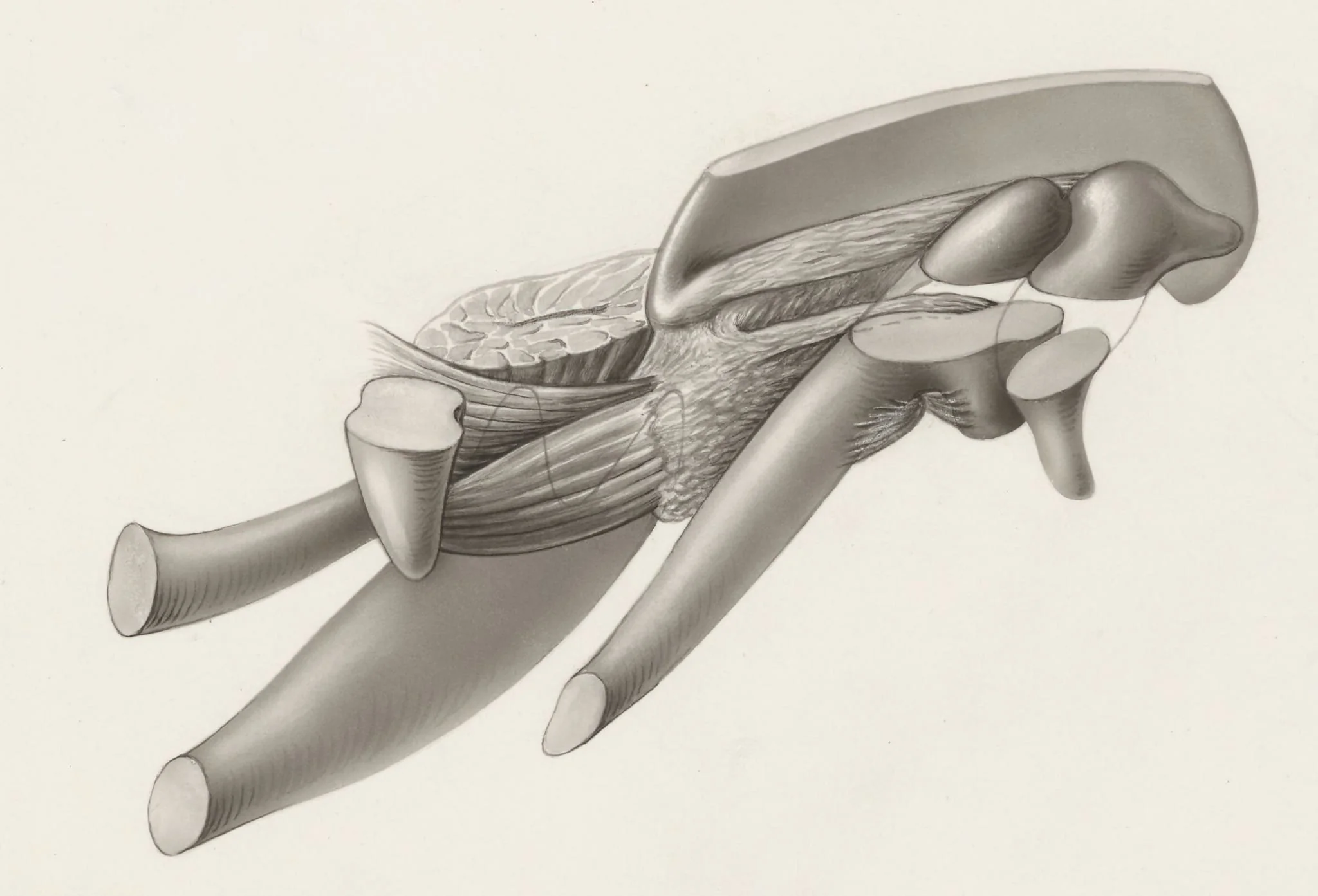 Musculoskeletal system of an embryo