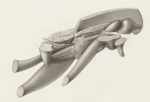 Musculoskeletal system of an embryo
