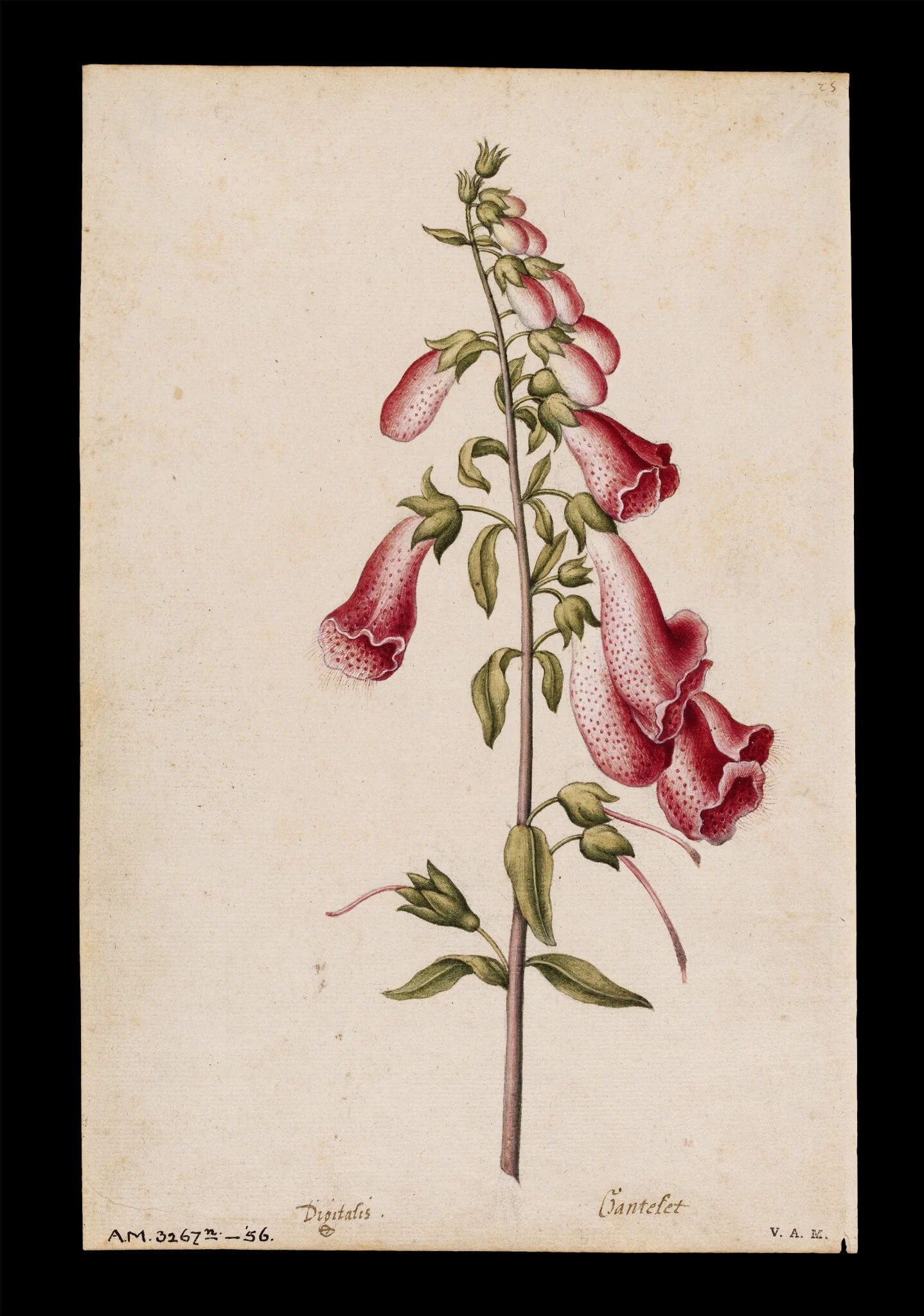 Foxglove, by Jacques Le Moyne de Morgues, watercolor, 1568