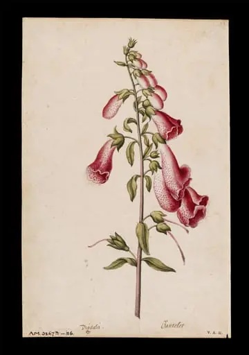 Foxglove
