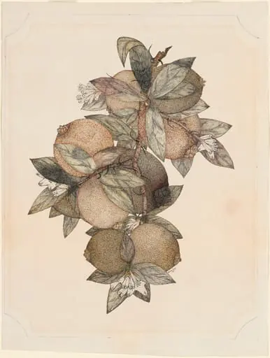 Pomegranate Fruit