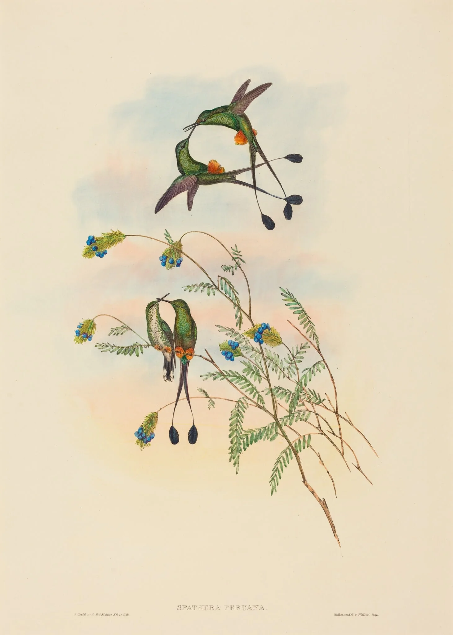 Spathura peruana (Peruvian Racket-Tail)