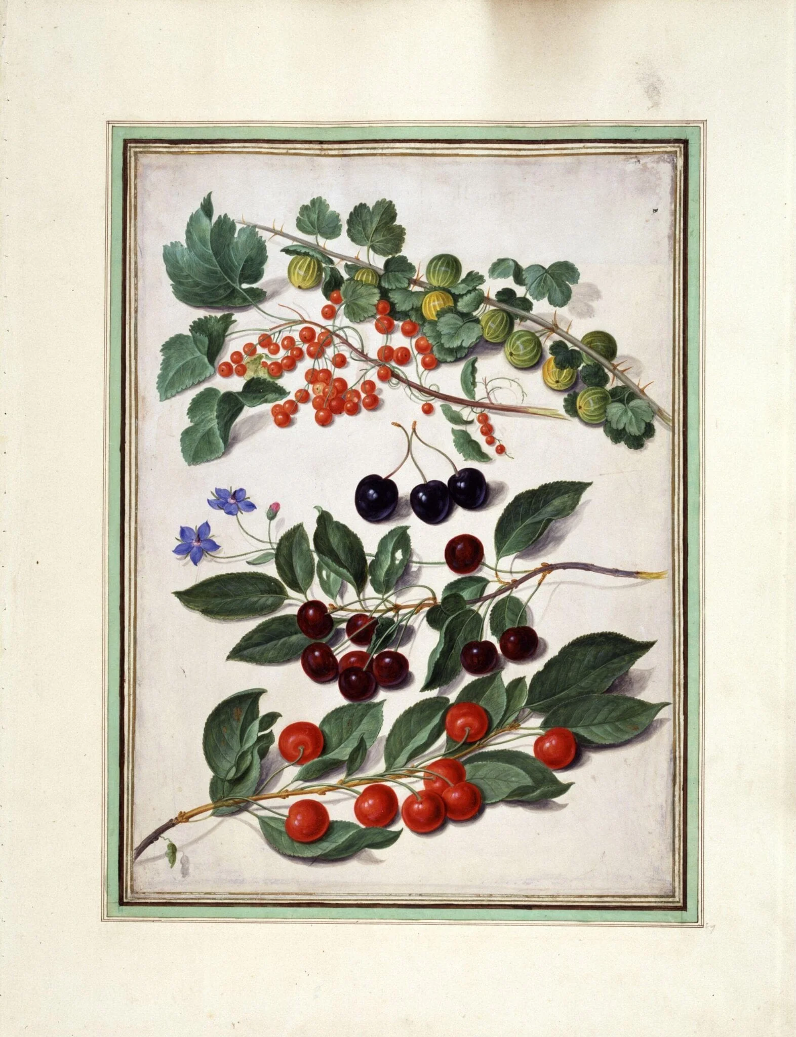 Cherries, redcurrants and gooseberries