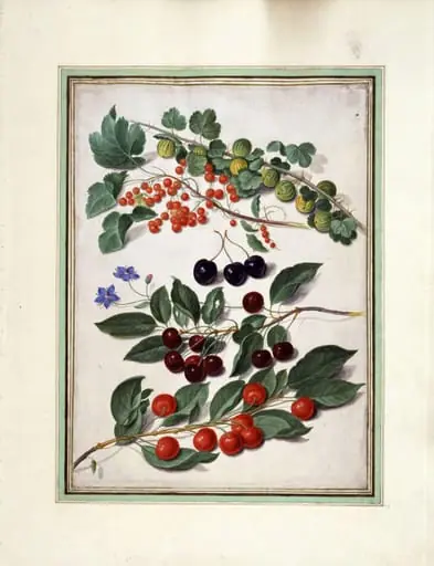 Cherries, redcurrants and gooseberries
