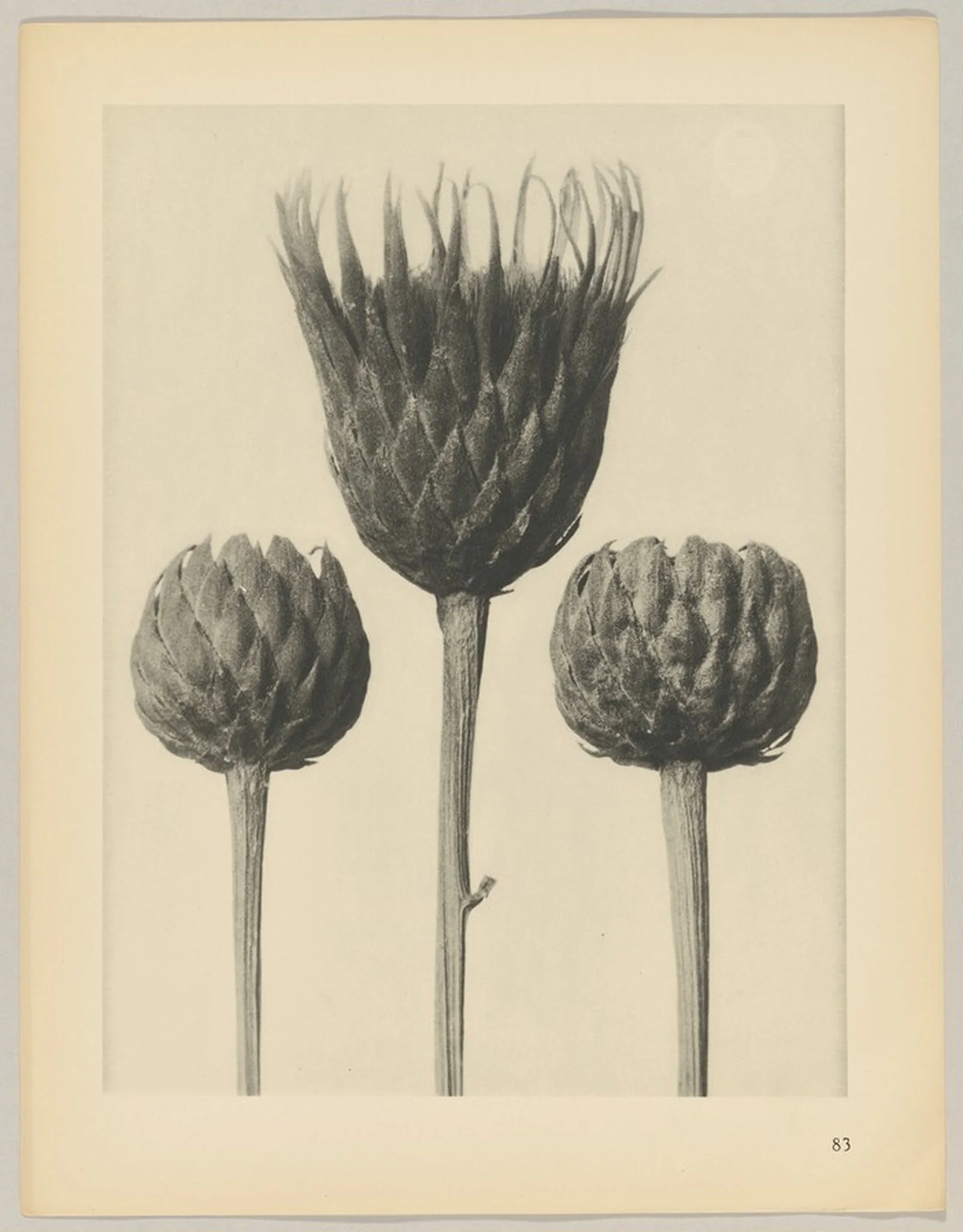 Serratula nudicaulis