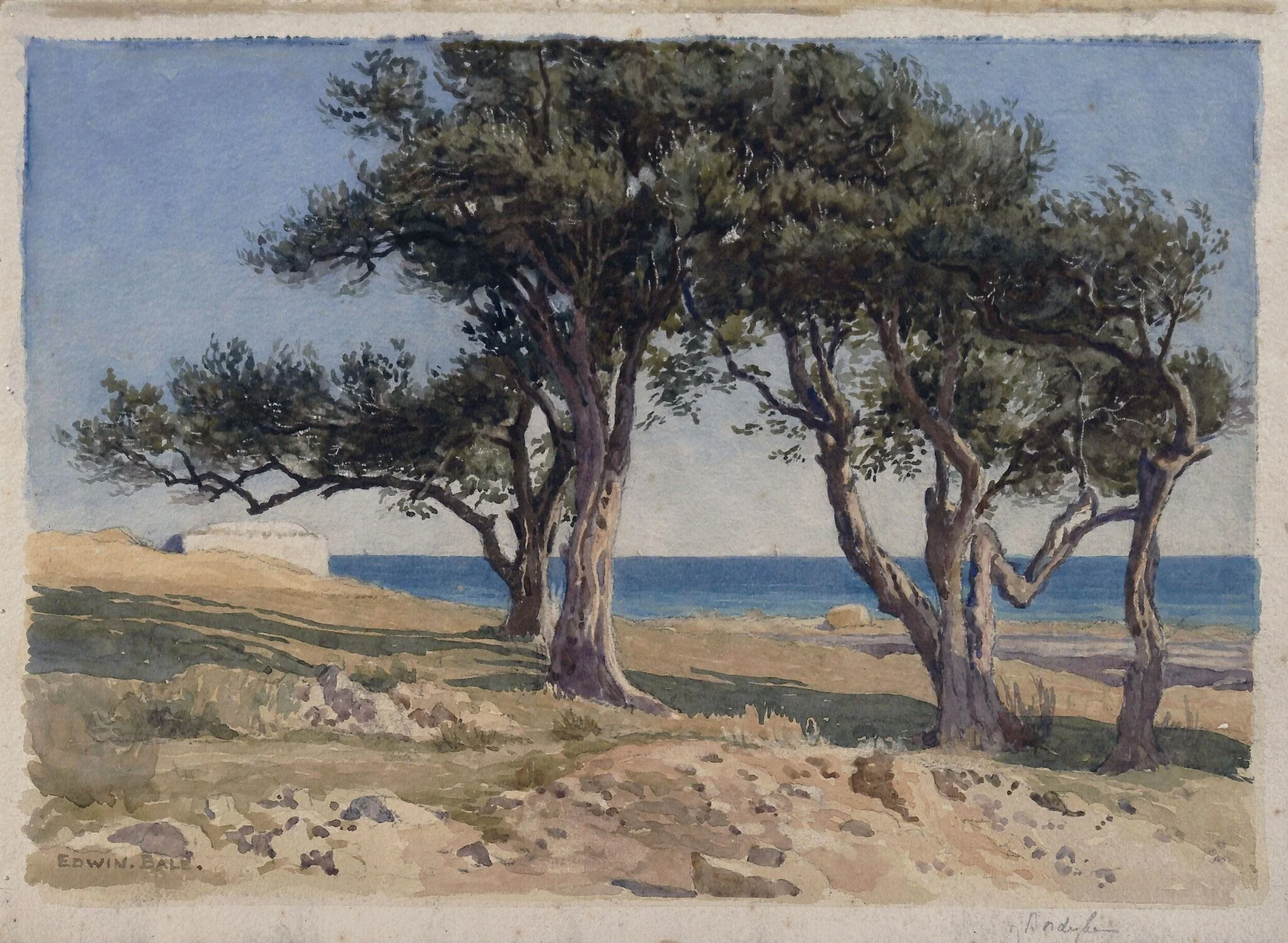 Old Olive Trees, Bordighera