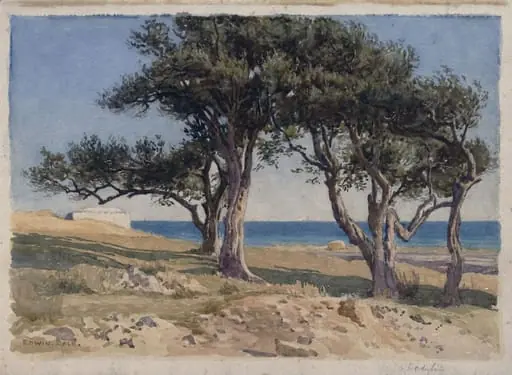 Old Olive Trees, Bordighera