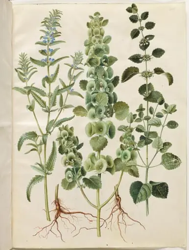 Dracocephalum moldavica (moldavisk dragehoved); Moluccella spinosa (tornet tragtbæger); Melissa officinalis (citron-melisse)