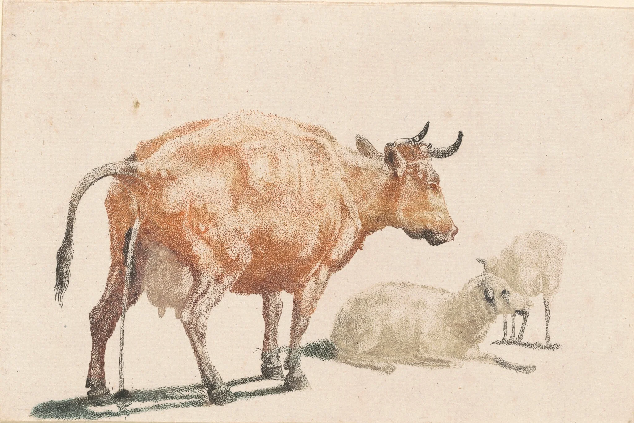 Pissing Cow and Two Sheep, by Johann Teyler, ink, 1691