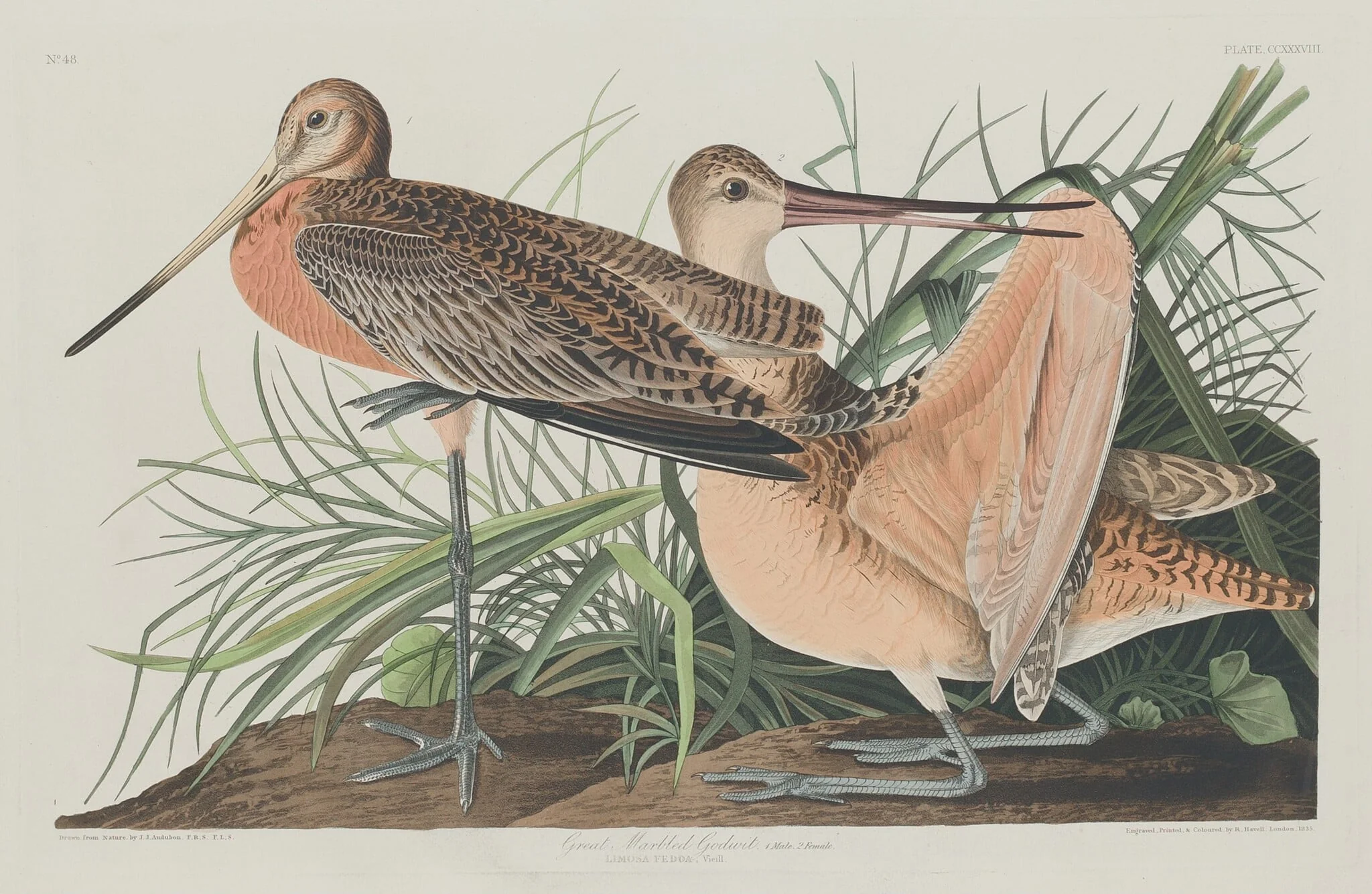Great Marbled Godwit, by Robert Havell Jr., ink, 1835
