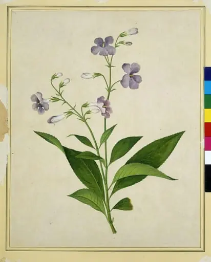 Bush thunbergia