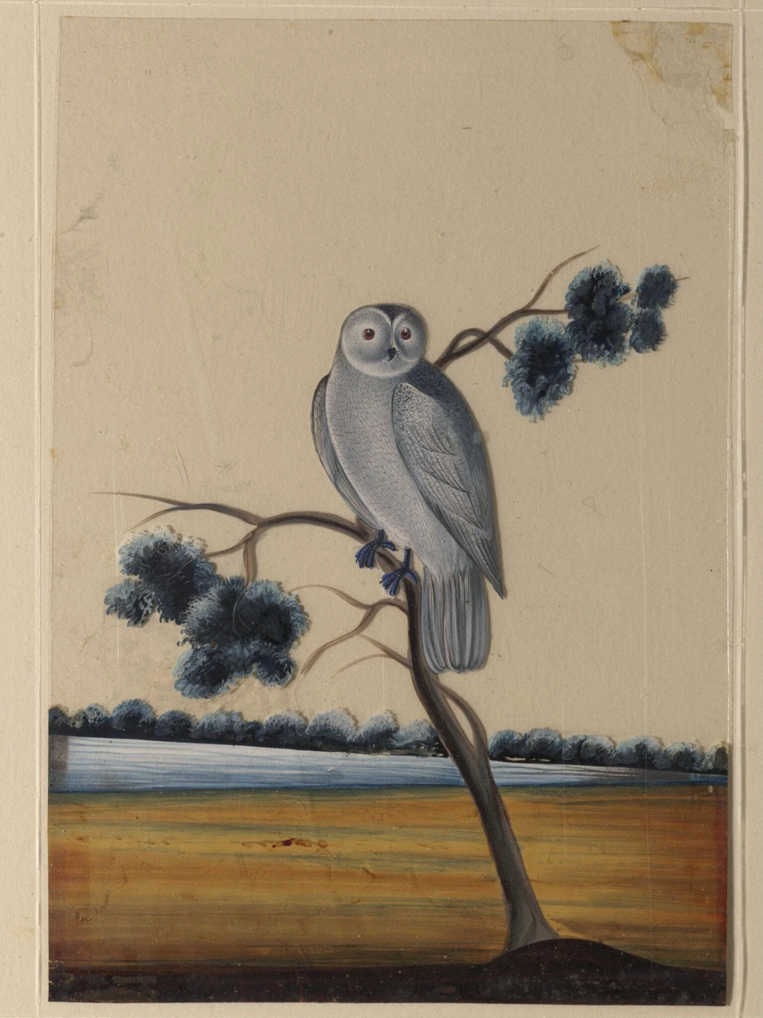 An owl