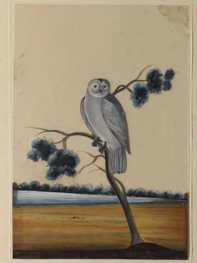 An owl