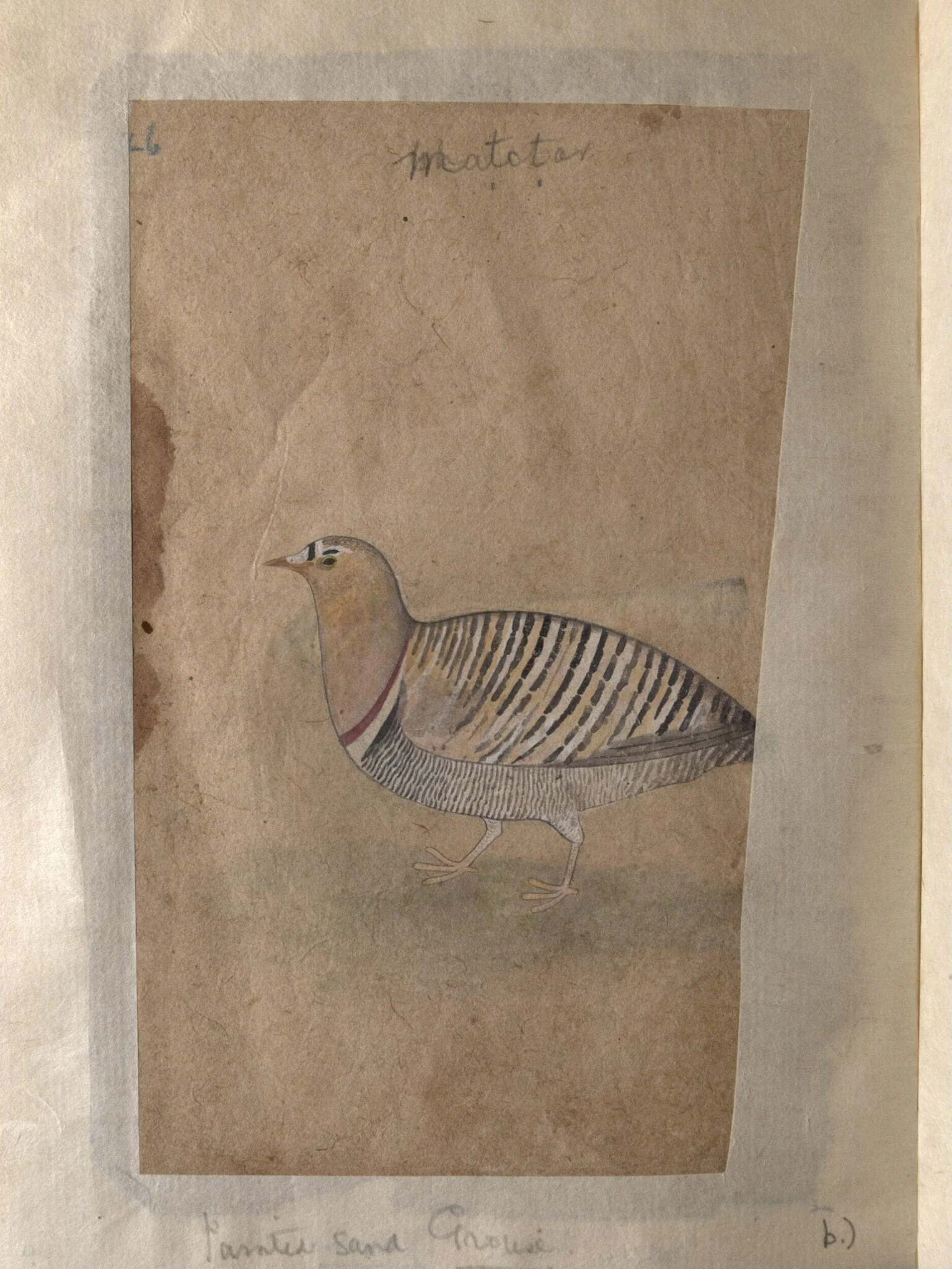 Depictions of a Indian house-sparrow and a Painted sand-grouse (male) of Northern India