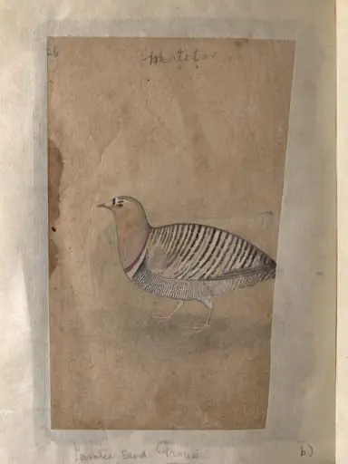 Depictions of a Indian house-sparrow and a Painted sand-grouse (male) of Northern India