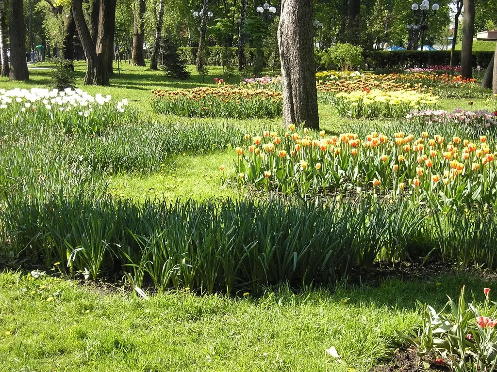 Flowers (Tulips and Daisies)