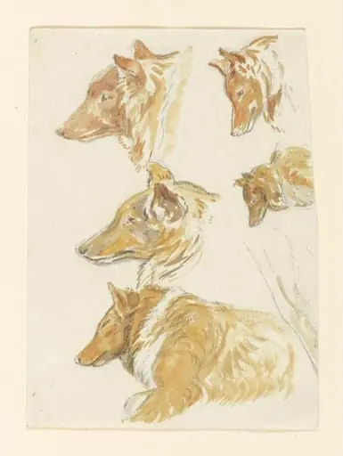 Studies of the head of a dog, 'Kep'