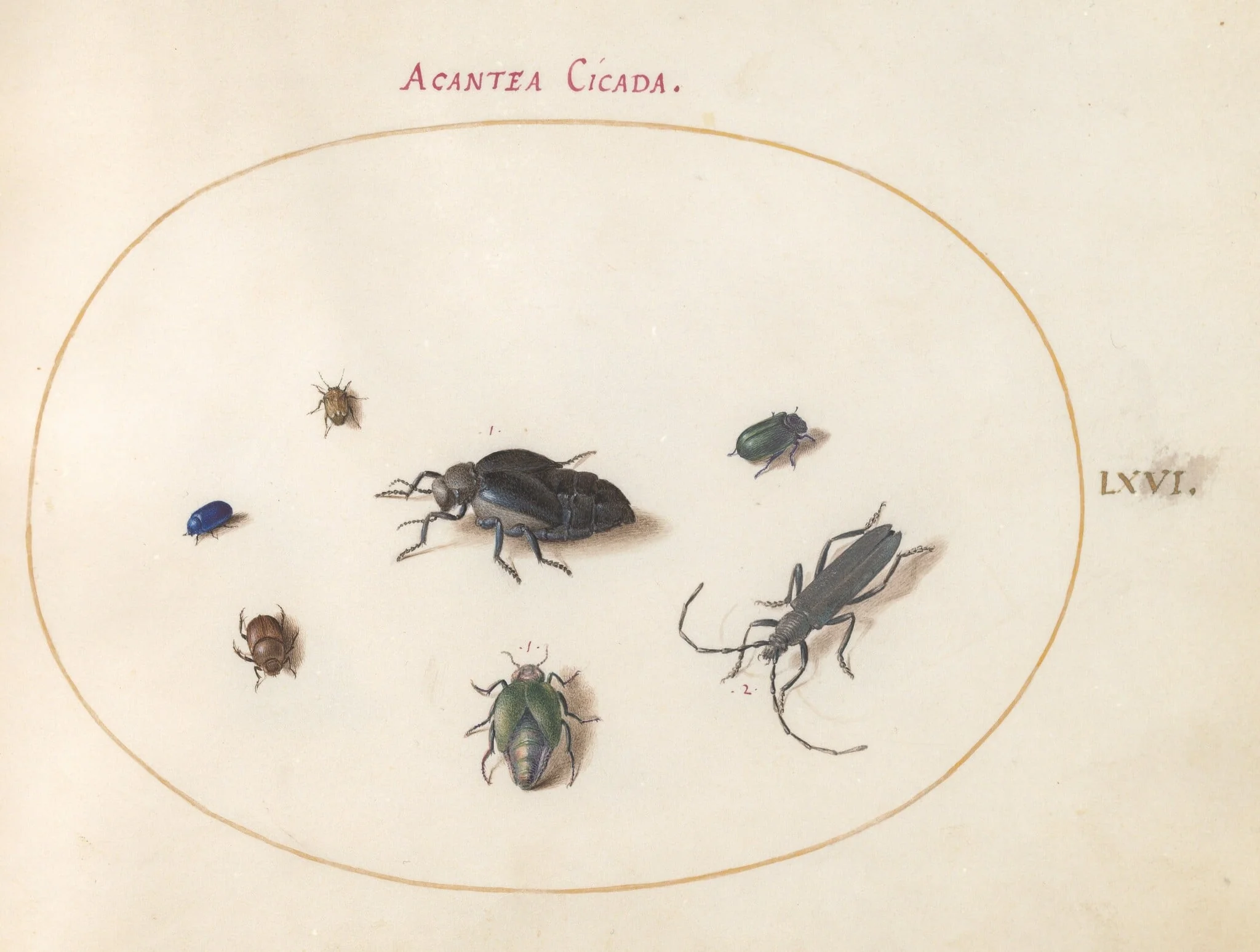 Plate 66: Two Oil Beetles, a Longhorn Beetle, and Four Other Insects, by Joris Hoefnagel, gouache, 1594