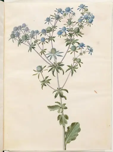 Eryngium planum (have-mandstro)