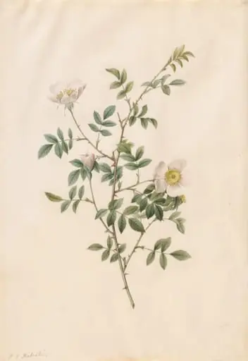Brier Bush Rose or Dog Rose (Rosa Sepium Rosea)