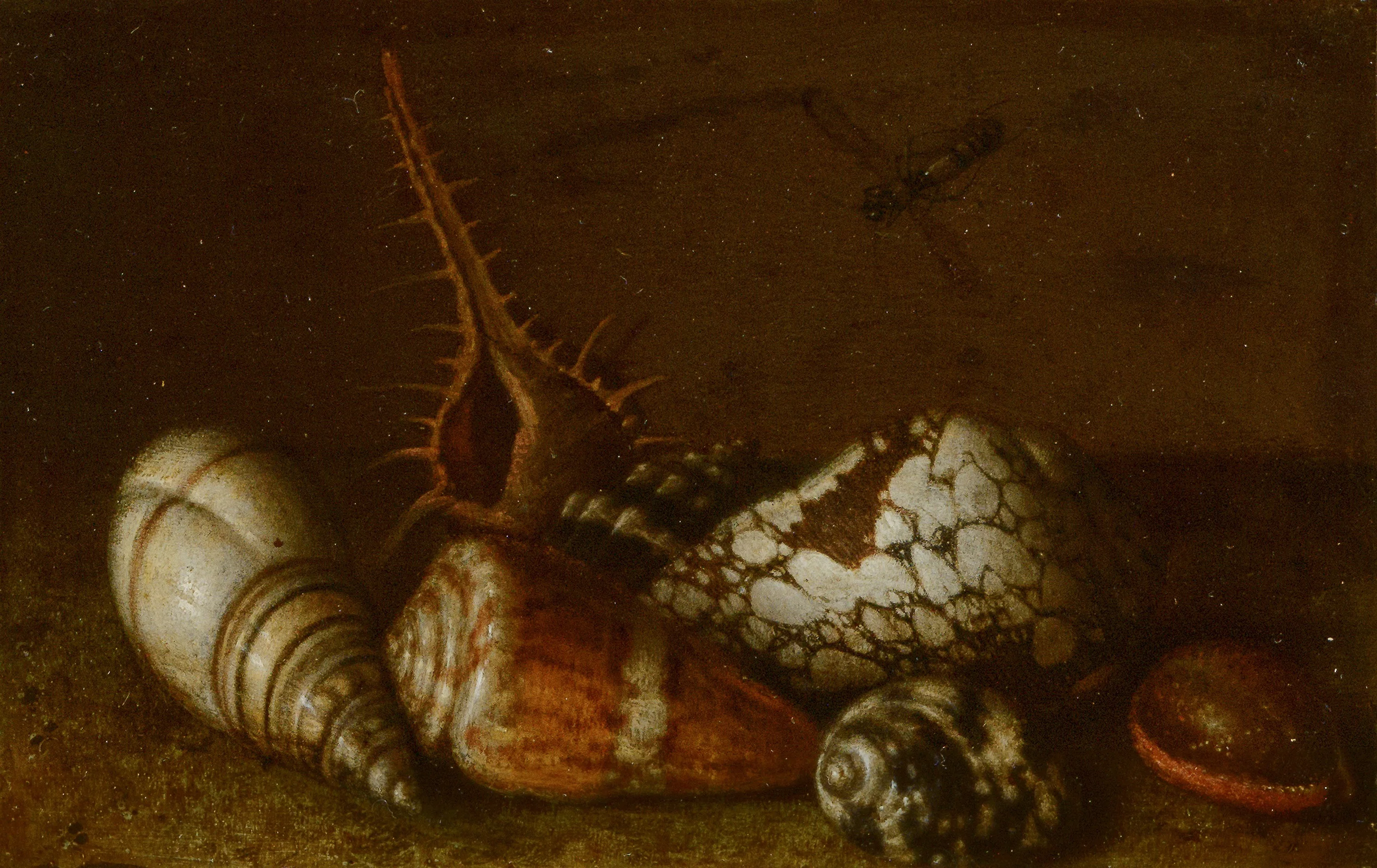 Shells on a Table, by Balthasar van der Ast, unspecified, 1650