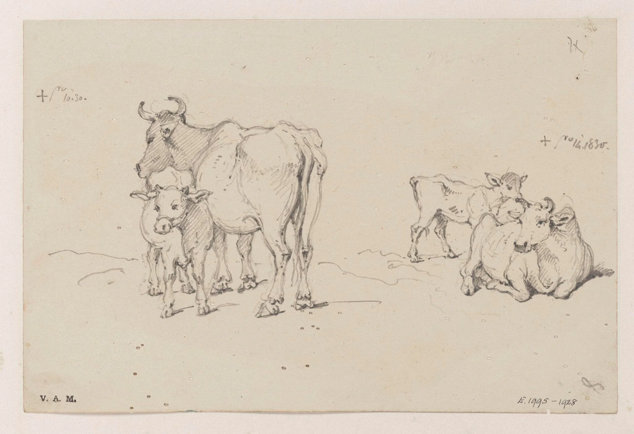 Two drawings of a cow and calf, by George Chinnery, 7