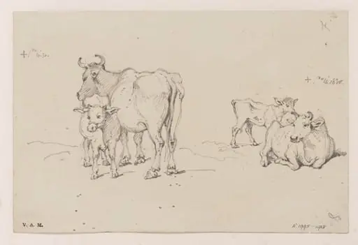 Two drawings of a cow and calf