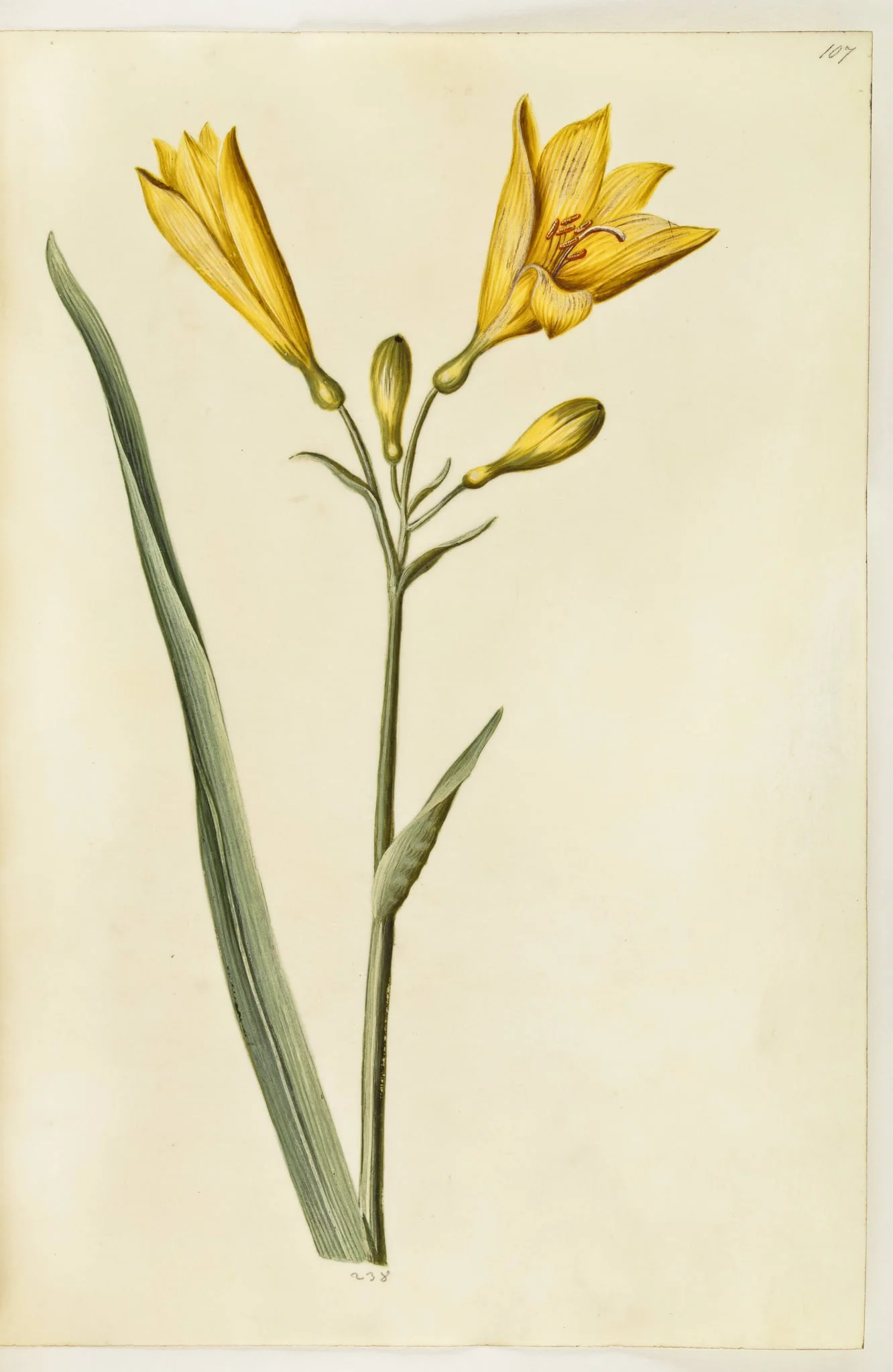 Hemerocallis lilioasphodelus (gul daglilje), by Unknown, unspecified, 1650
