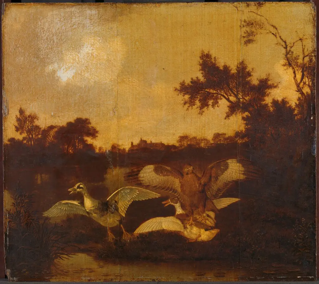 A buzzard attacking two ducks