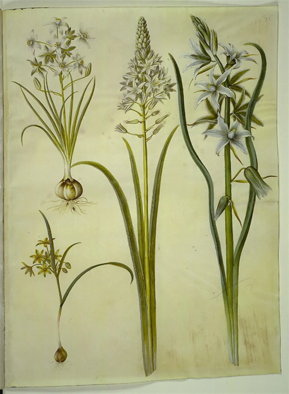 Ornithogalum umbellatum (kost-fuglemælk); Ornithogalum pyramidale (pyramide-fuglemælk); Gagea lutea (almindelig guldstjerne); Ornithogalum nutans (nikkende fuglemælk)