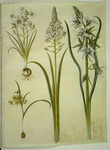 Ornithogalum umbellatum (kost-fuglemælk); Ornithogalum pyramidale (pyramide-fuglemælk); Gagea lutea (almindelig guldstjerne); Ornithogalum nutans (nikkende fuglemælk)