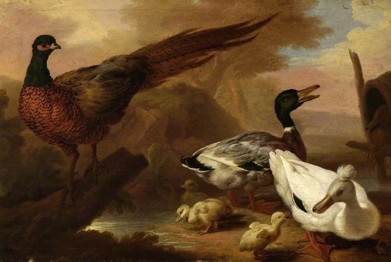 Pheasant and ducks