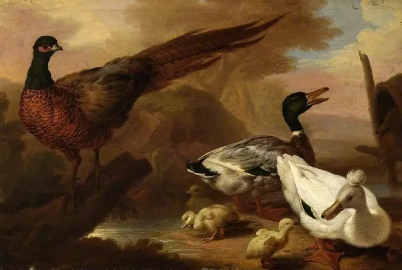 Pheasant and ducks